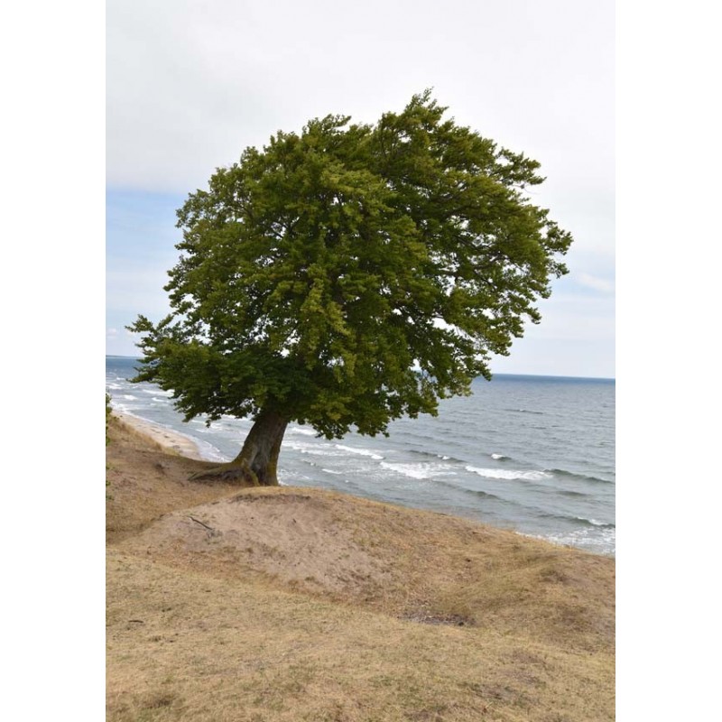 Tavla Trees and sea fotokonst. Vackert naturmotiv från Österlen - Spoca