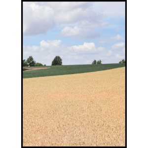 Yellow cornfield Österlen poster | Vackert naturmotiv - Spoca