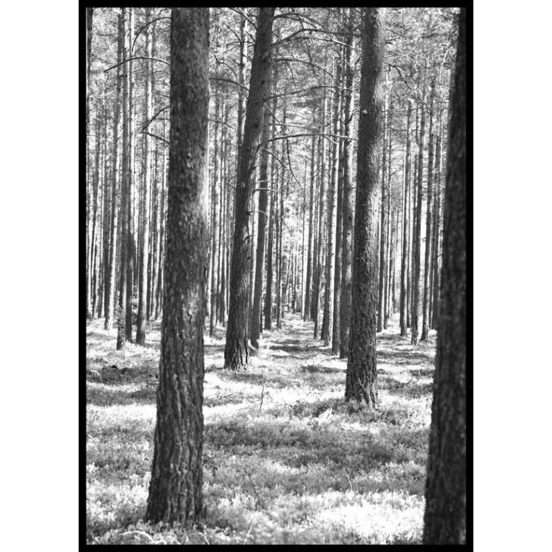 Trees in the woods Poster. Snyggt naturmotiv