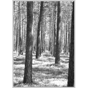 Trees in the woods Poster. Fotokonst med naturmotiv.