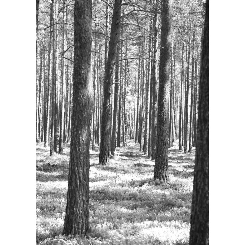 Trees in the woods Poster. Svartvit fotokonst med naturmotiv